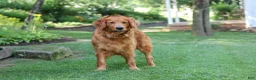 Golden Retriever dogs for sale: Ollie - Ad 11