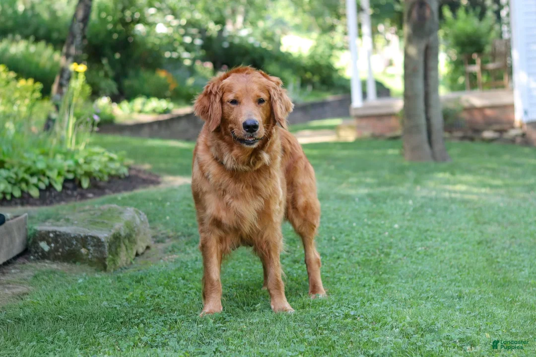 Golden Retriever dogs for sale: Ollie - Ad 11