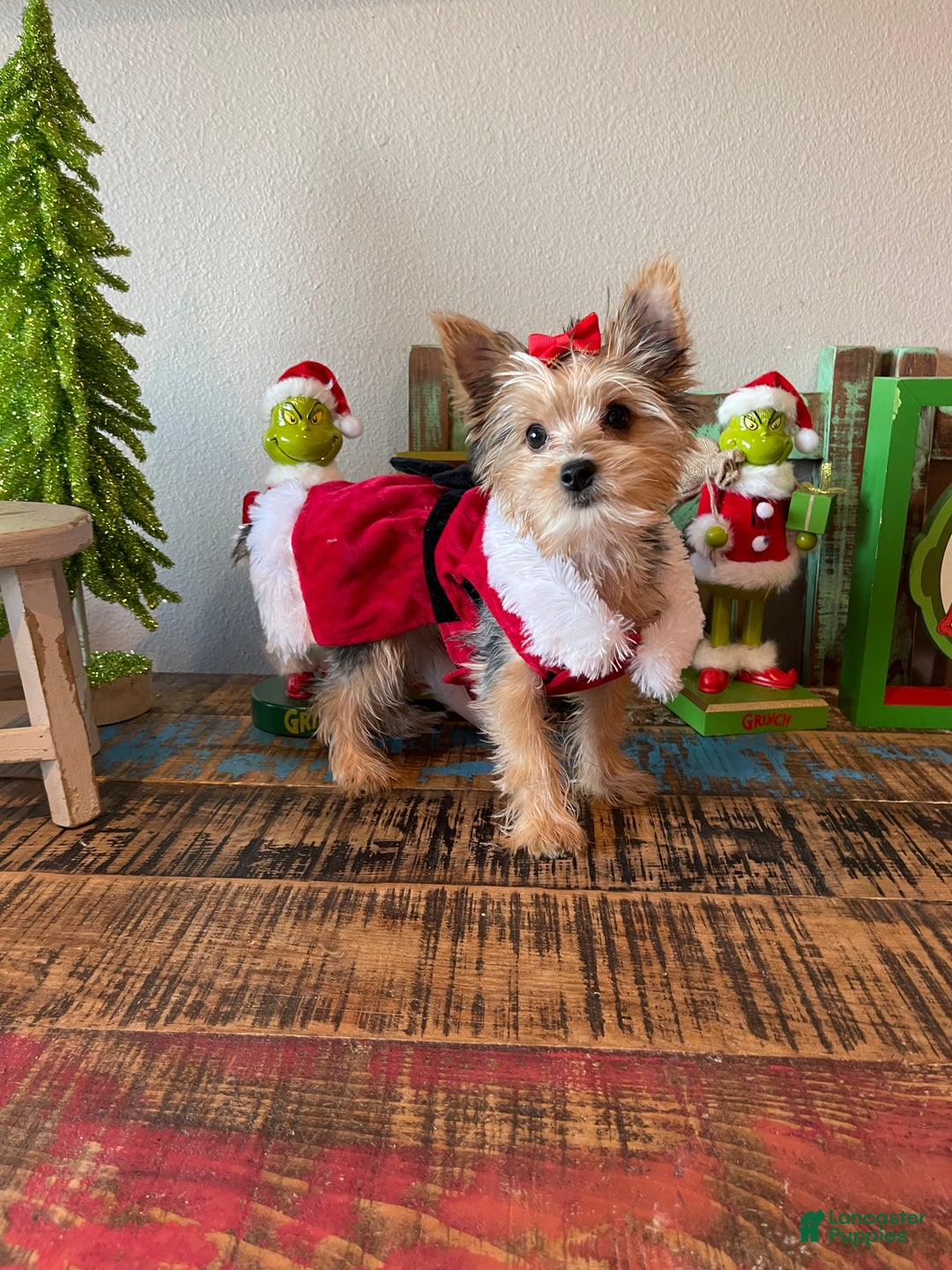 Yorkshire Terrier dogs for sale: Meet Lulu - Ad 5