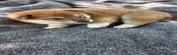 Shiba Inu dogs for sale: Liberty Belle - Ad 3