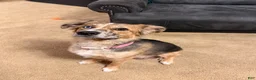 Australian Shepherd dogs for sale: Iggy - Ad 6