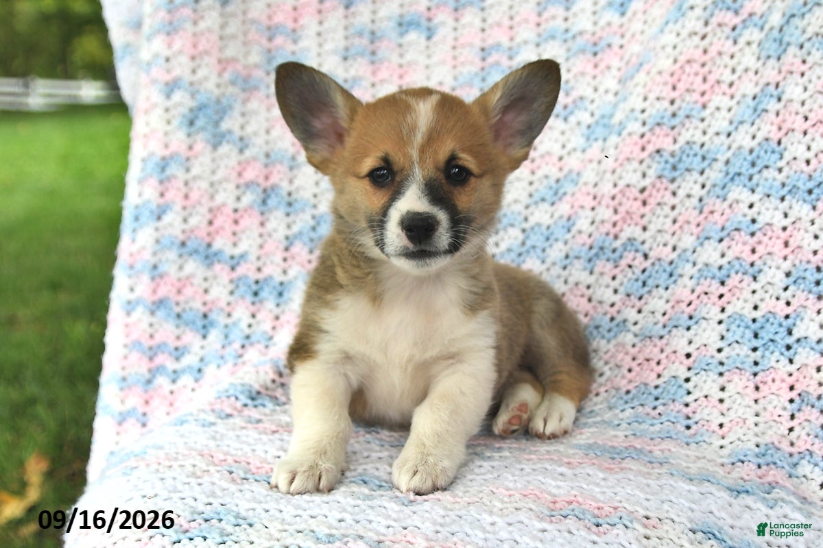 Welsh Corgi Pembroke dogs Abby - Ad 1