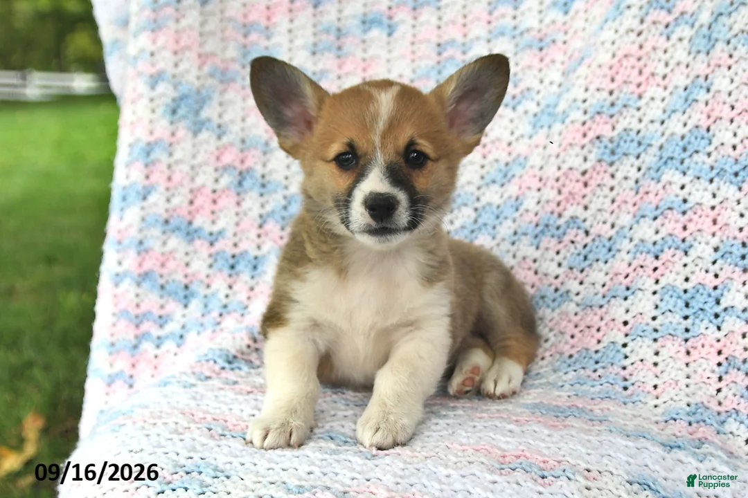 Welsh Corgi Pembroke dogs for sale: Abby - Ad 1