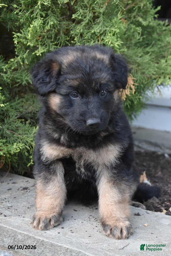 Mixed Breed dogs Kylie - Ad 1