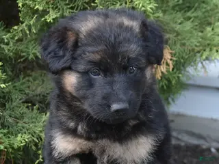 Mixed Breed dogs for sale: Kylie - Ad 3