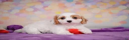 Cavapoo dogs for sale: Penny - Ad 4