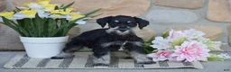 Miniature Schnauzer dogs for sale: Tucker - Ad 2