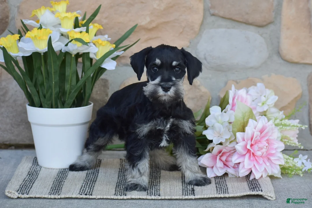 Miniature Schnauzer dogs for sale: Tucker - Ad 2