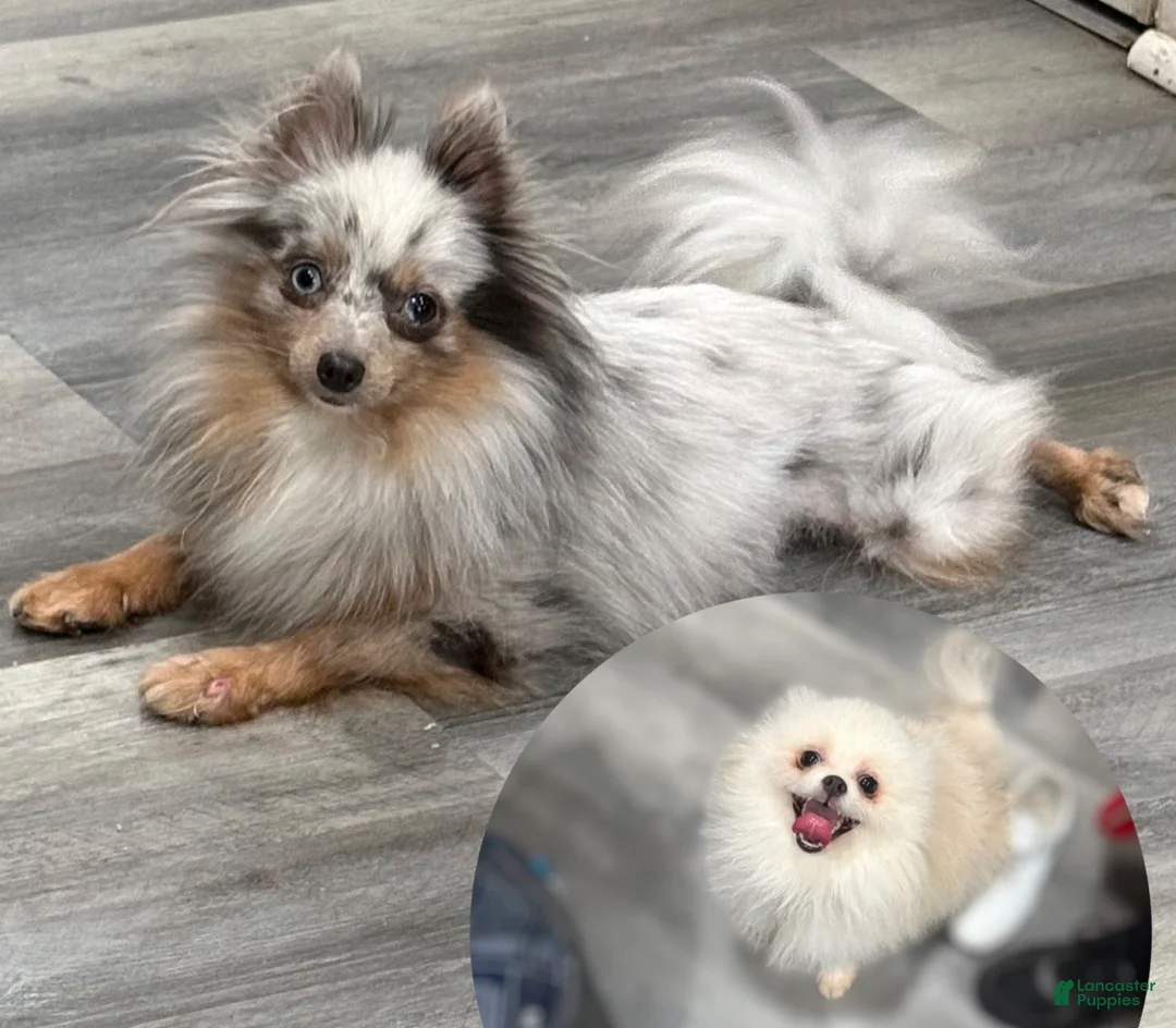 Pomeranian dogs for sale: Teacup Panda  - Ad 5