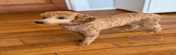 Standard Poodle dogs for sale: Teddy AKC Moyen - Ad 5