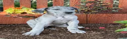 Great Dane dogs for sale: Pansy Great Dane  - Ad 11