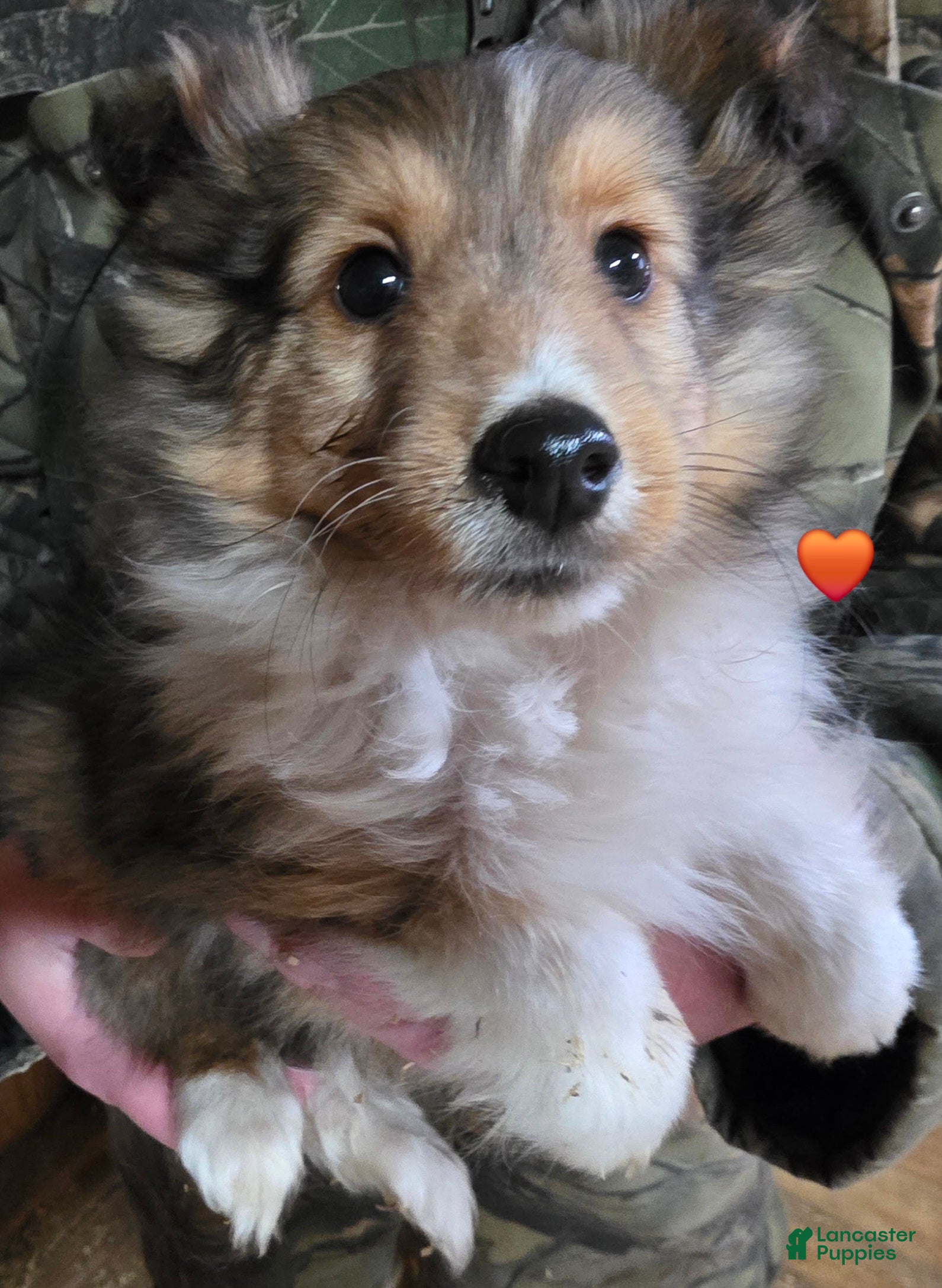 Shetland Sheepdog dogs Shetland Sheepdog Puppy 3 - Ad 29