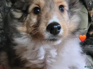 Shetland Sheepdog dogs Shetland Sheepdog Puppy 3 - Ad 29