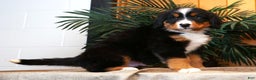 Bernese Mountain Dog dogs for sale: Justin - Ad 5