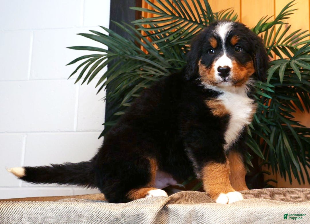 Bernese Mountain Dog dogs for sale: Justin - Ad 5