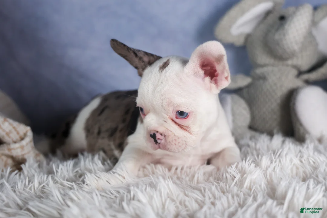 Frenchton dogs for sale: IZZY - Ad 6
