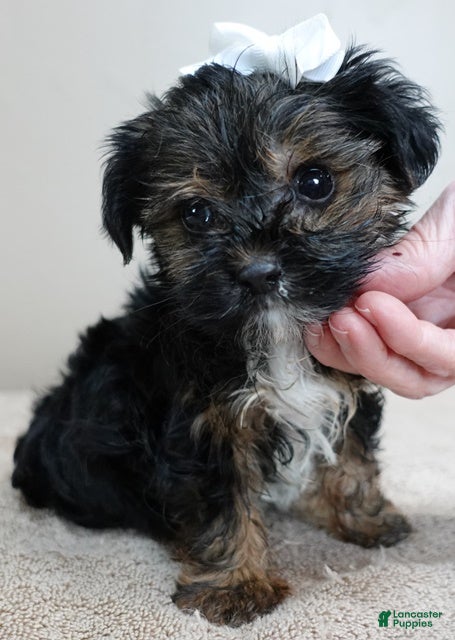 Yorkshire Terrier dogs Kismet black face 1.4 lbs - Ad 11