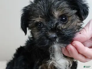 Yorkshire Terrier dogs Kismet black face 1.4 lbs - Ad 11