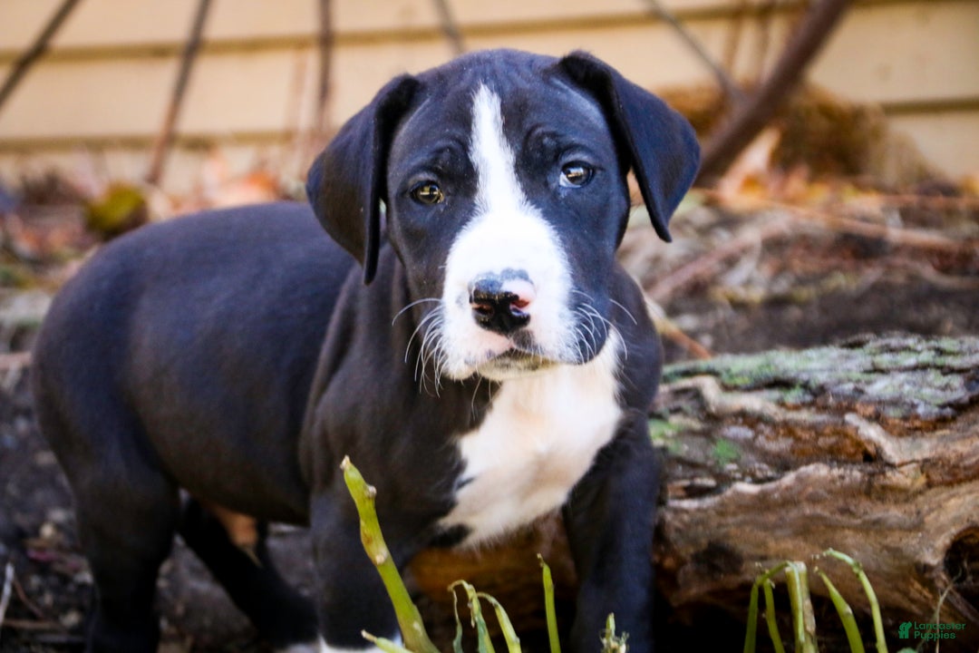 Great Dane dogs for sale: Lawrence - Ad 5