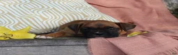 Boxer dogs for sale: Otis - Ad 9