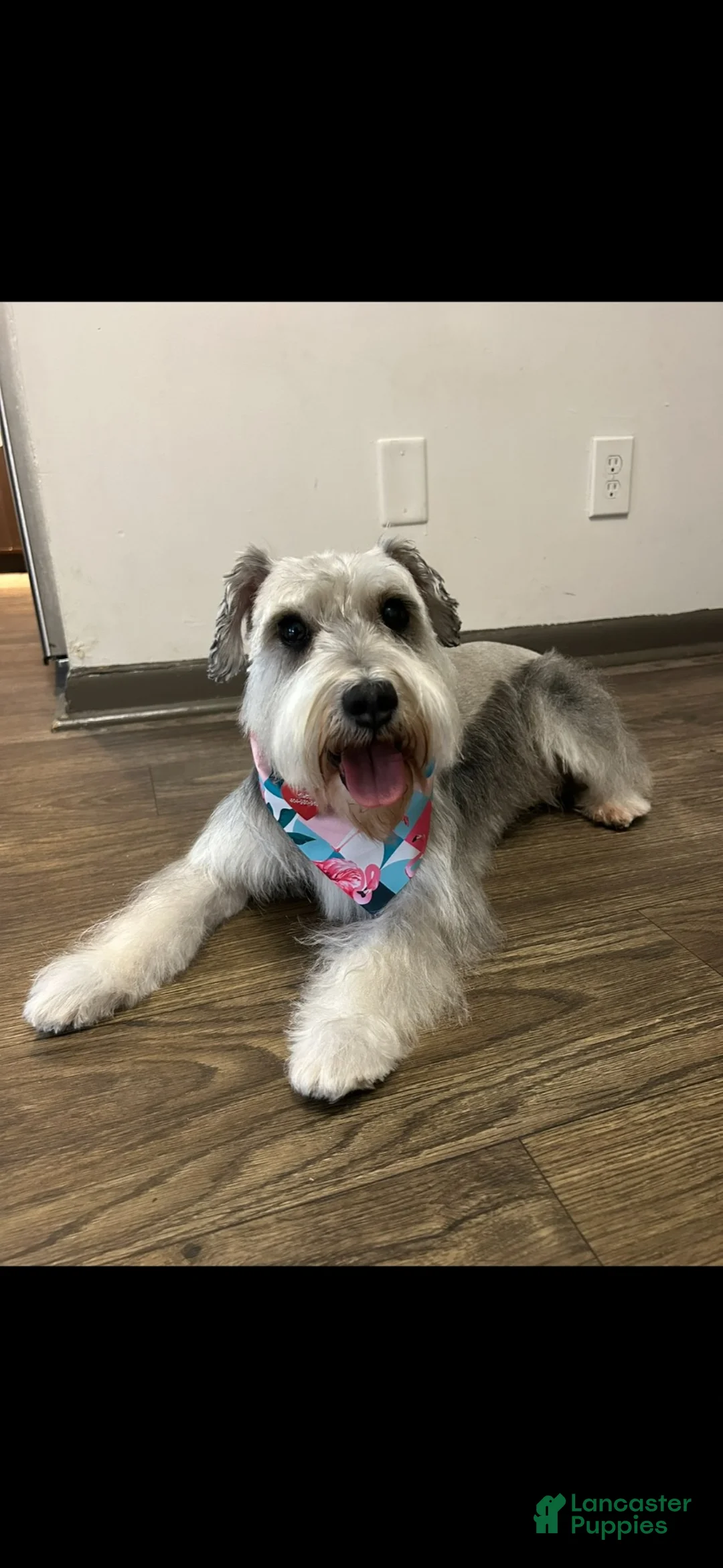 Standard Schnauzer dogs for sale: Athena (Gray) - Ad 2
