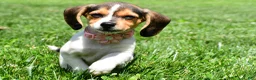 Beagle dogs for sale: Velvet - Ad 5
