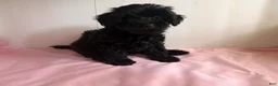 Yorkiepoo dogs for sale: Umi - Ad 1
