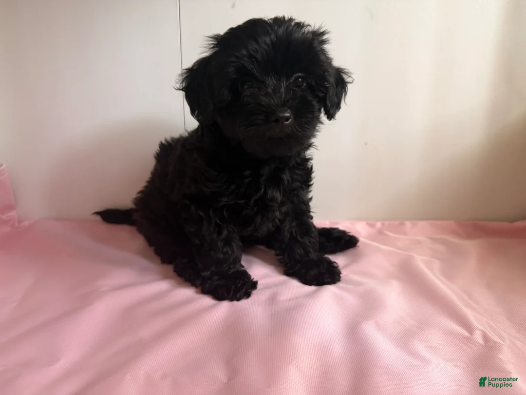 Yorkiepoo dogs for sale: Umi - Ad 1