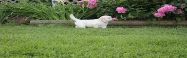 Albie