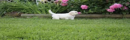 Golden Retriever dogs for sale: Albie - Ad 1