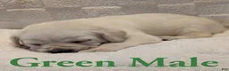 Cane Corso dogs for sale: Green  - Ad 2