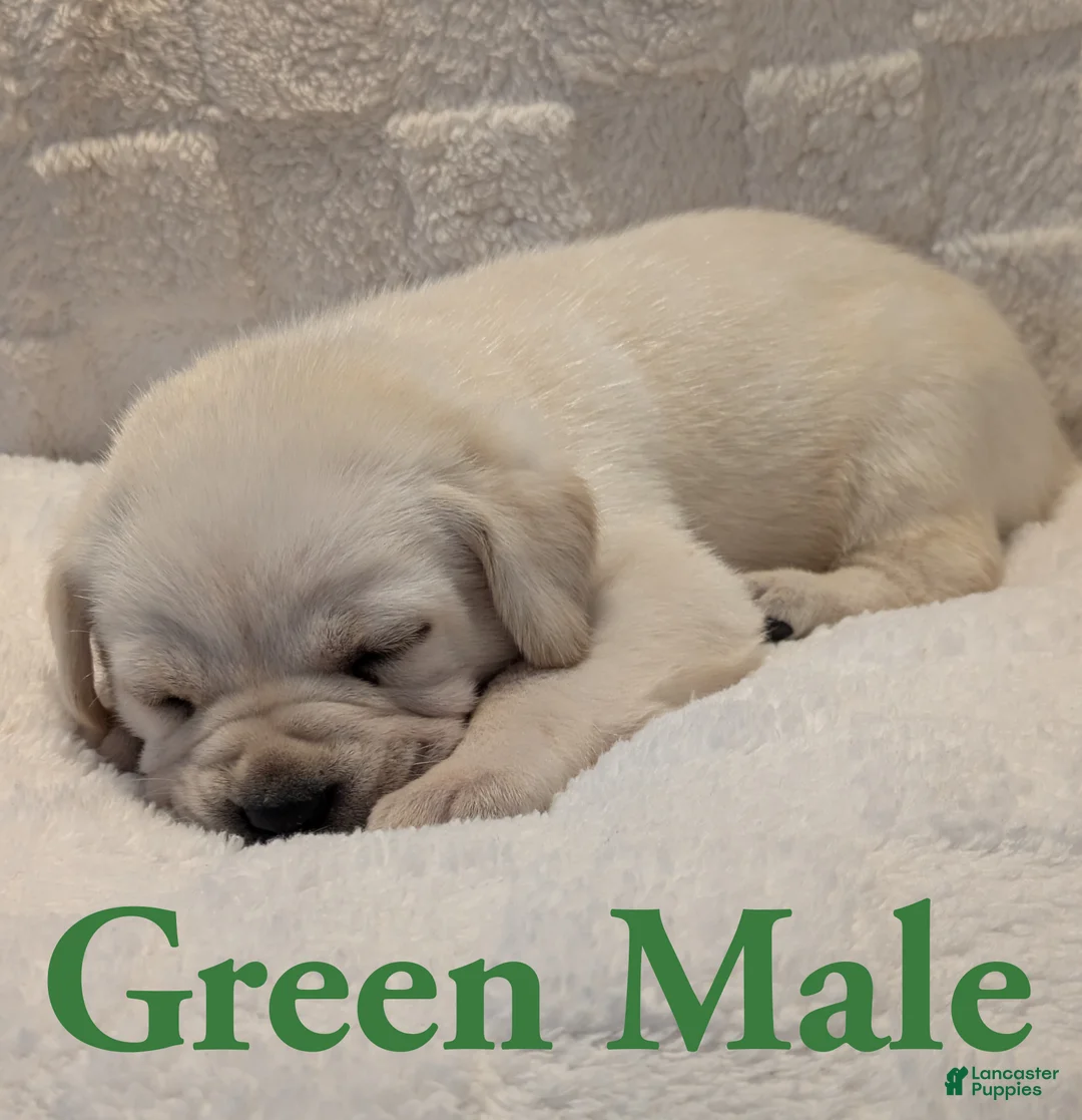 Cane Corso dogs for sale: Green  - Ad 2