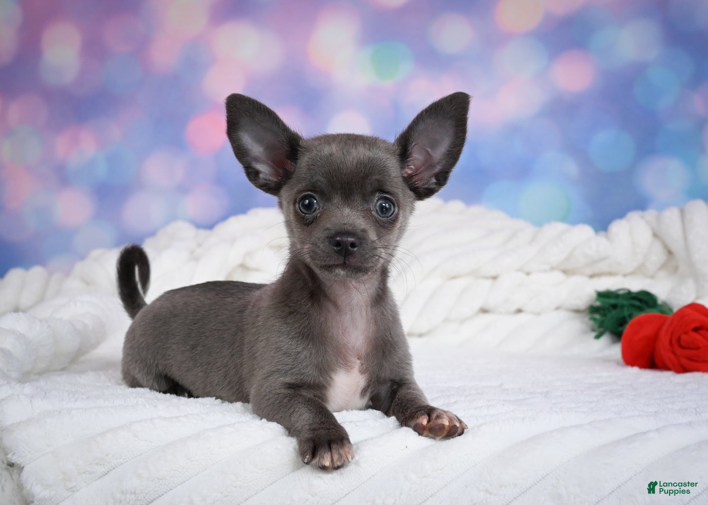Chihuahua dogs Rex - Ad 1