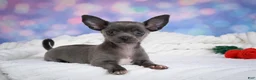 Chihuahua dogs for sale: Rex - Ad 1