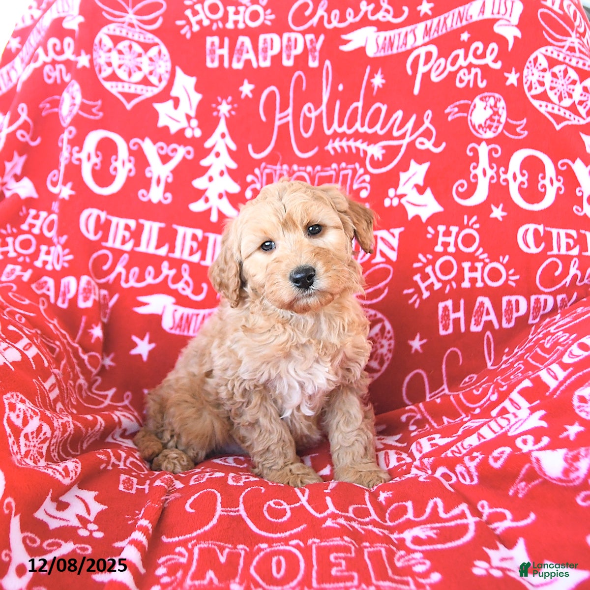Mini Goldendoodle dogs Santa   - Ad 34