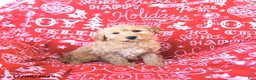 Mini Goldendoodle dogs for sale: Santa   - Ad 1