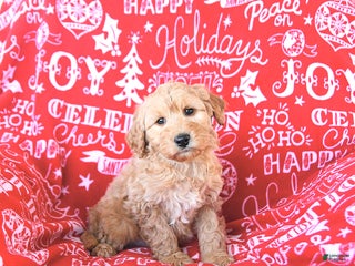 Mini Goldendoodle dogs Santa - Ad 9