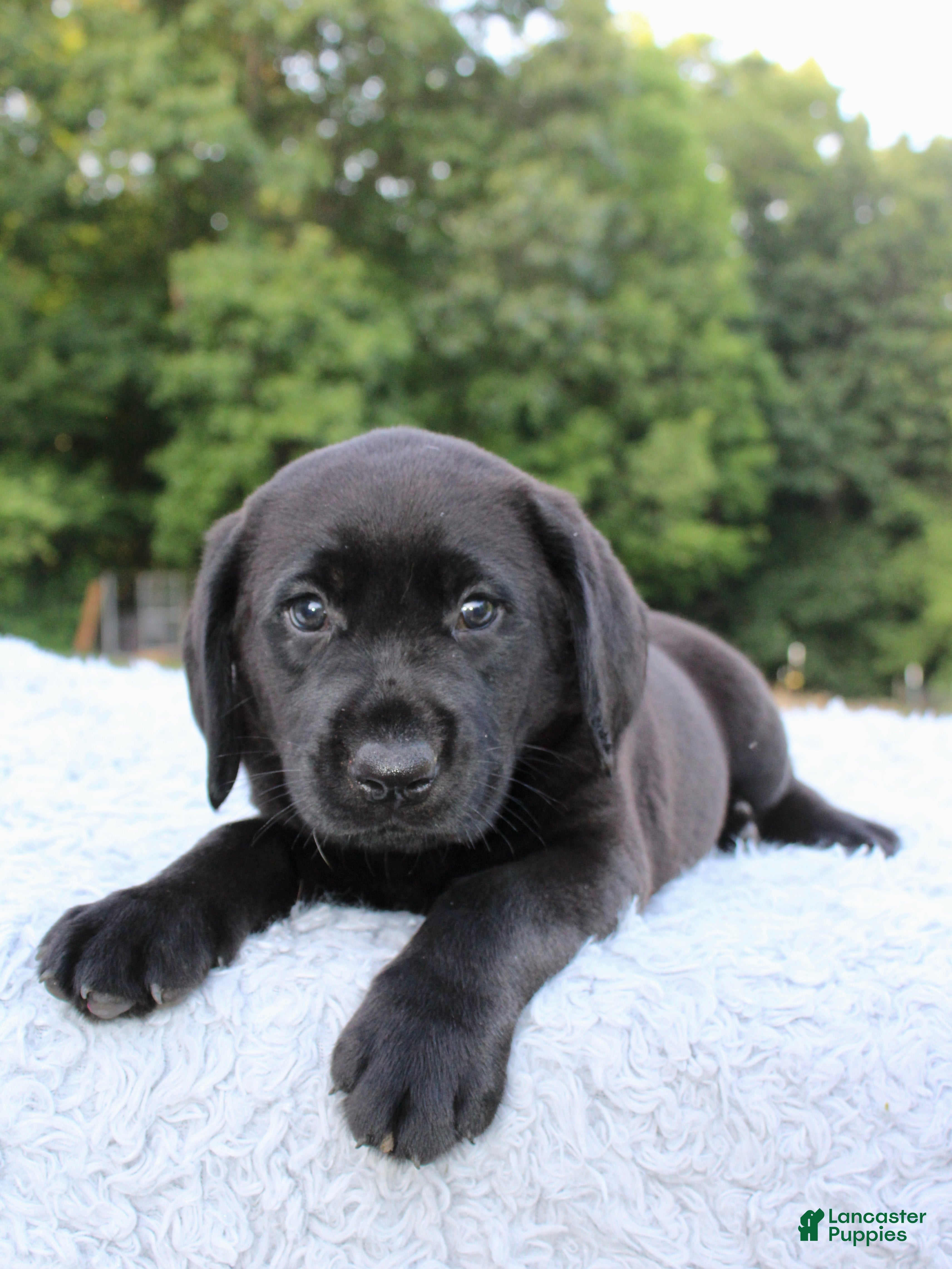 Labrador Retriever dogs Diesel  - Ad 2