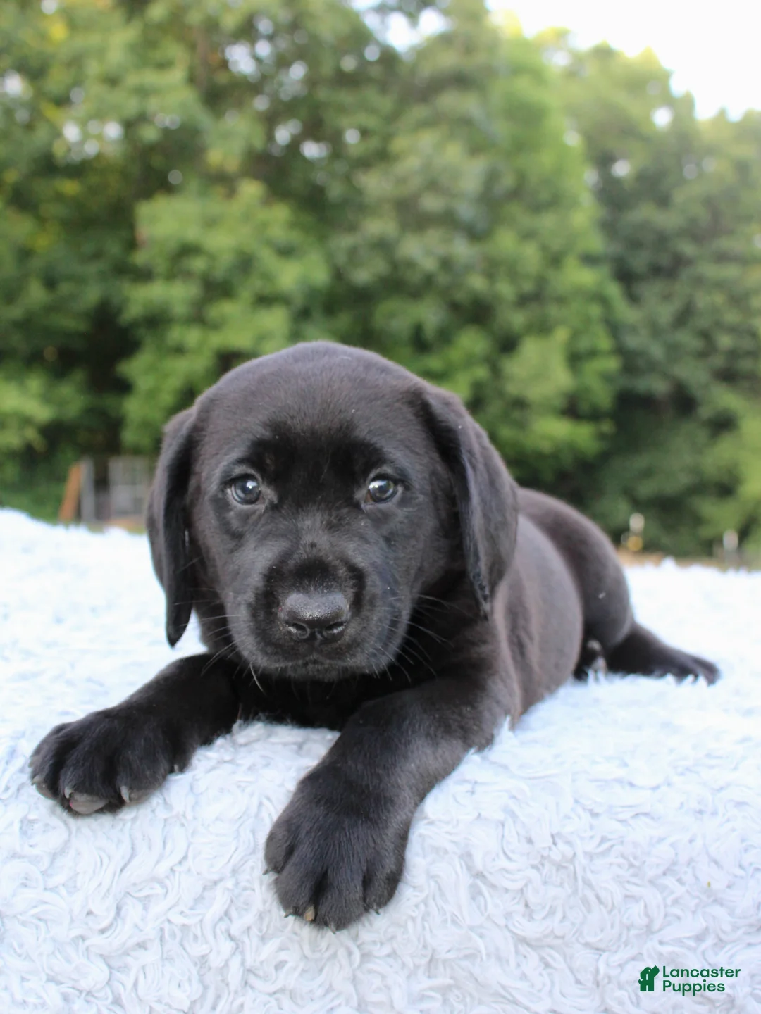 Labrador Retriever dogs for sale: Diesel  - Ad 2