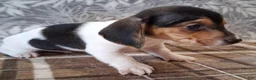 Miniature Dachshund dogs for sale: Riley - Ad 3