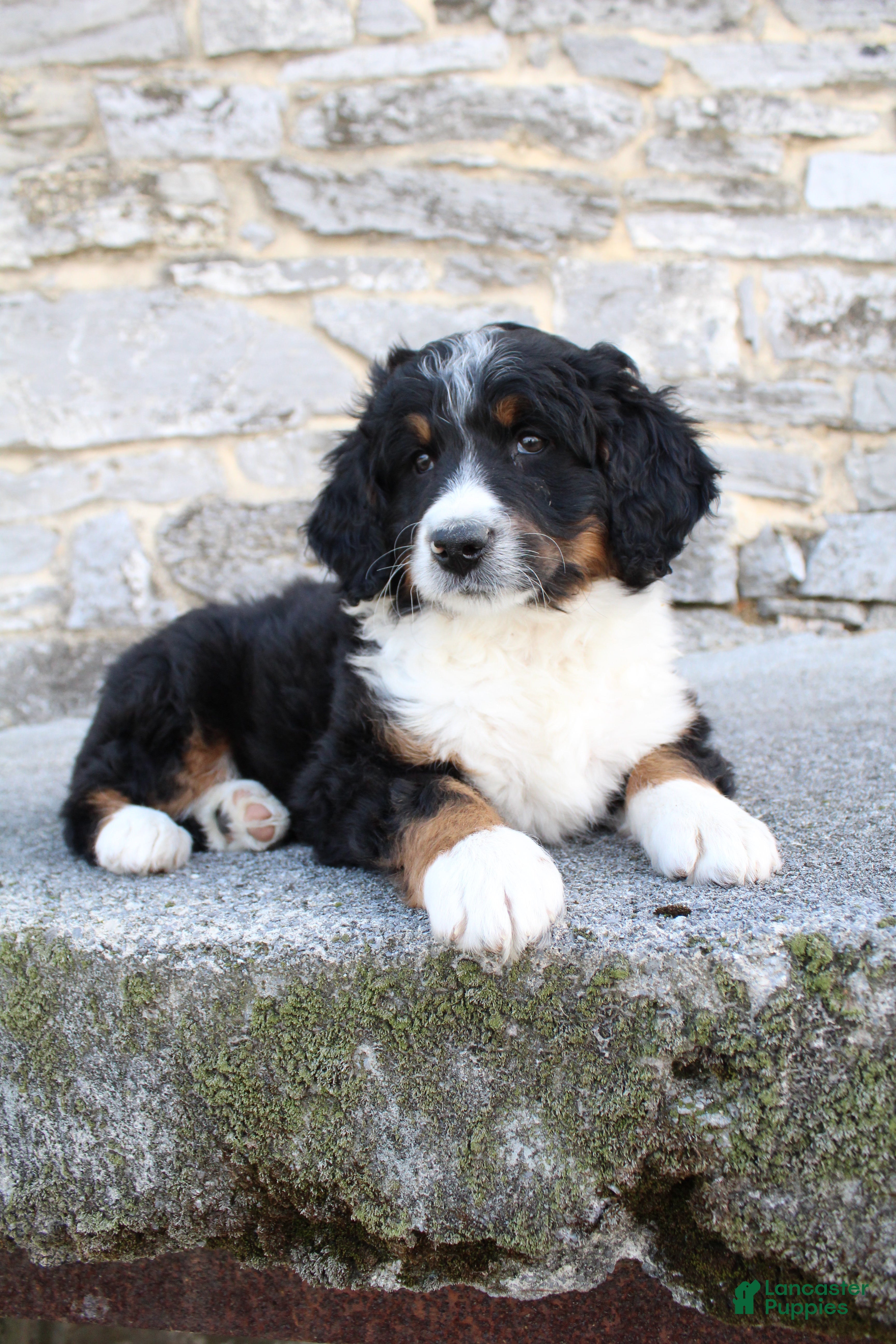 Bernedoodle dogs Lily - Ad 1