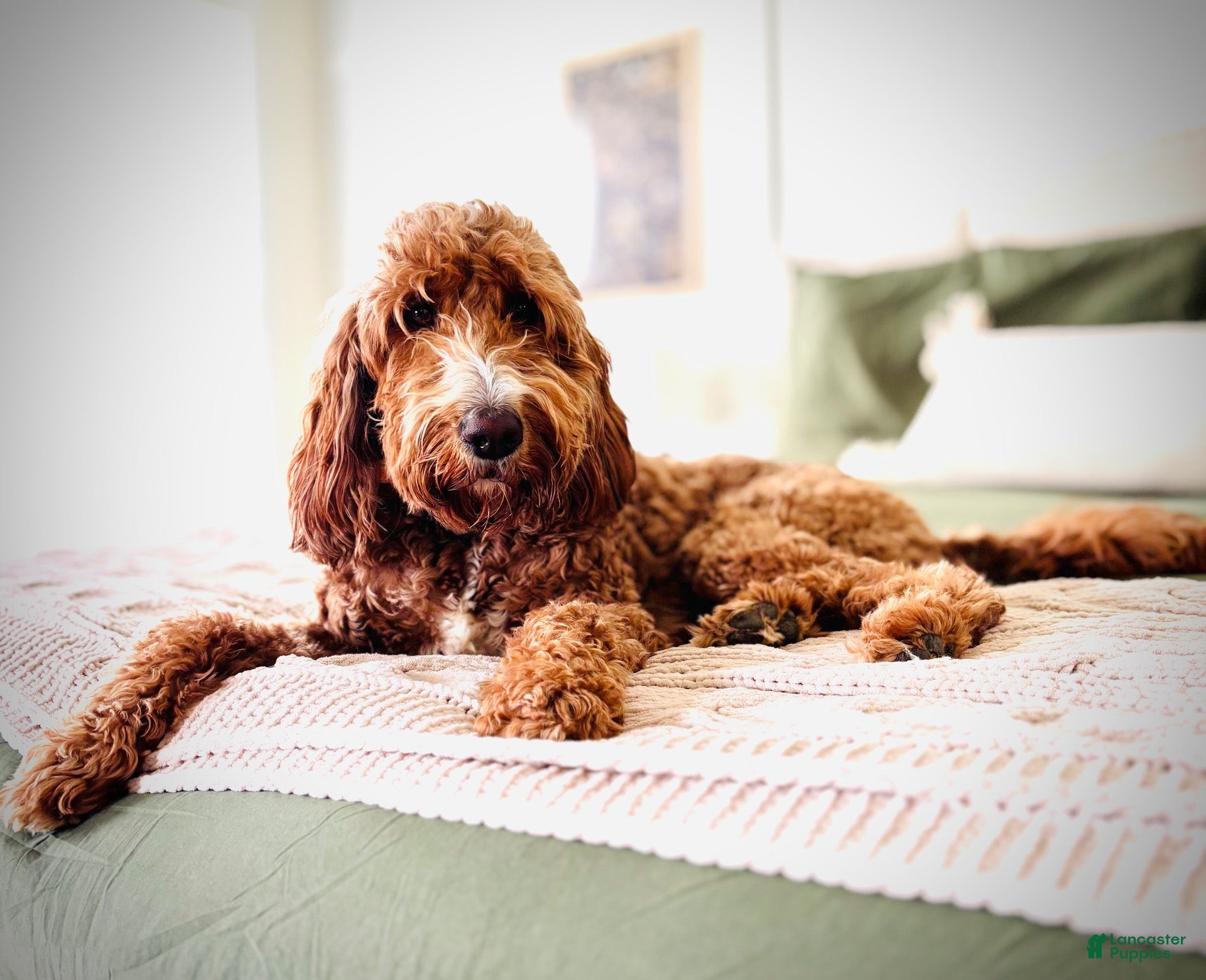 Irish Doodle dogs Irish Doodle  - Ad 11