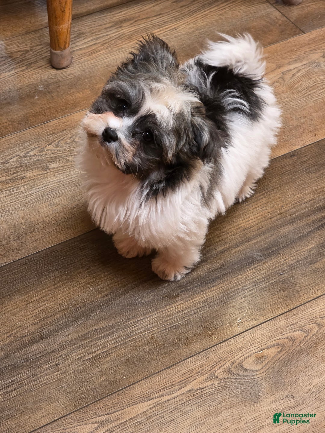 Havanese dogs for sale: Tin Tin - Ad 8