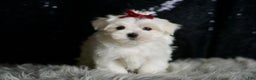 Maltese dogs for sale: Cloudpuff - Ad 4