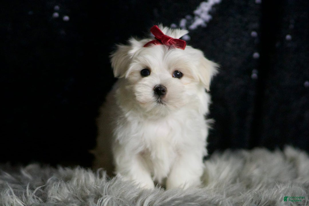 Maltese dogs for sale: Cloudpuff - Ad 4