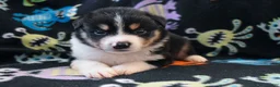 Miniature Australian Shepherd dogs for sale: Miniature Australian Shepherd 4 - Ad 8