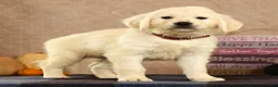 Golden Retriever dogs for sale: Gavin - Ad 4