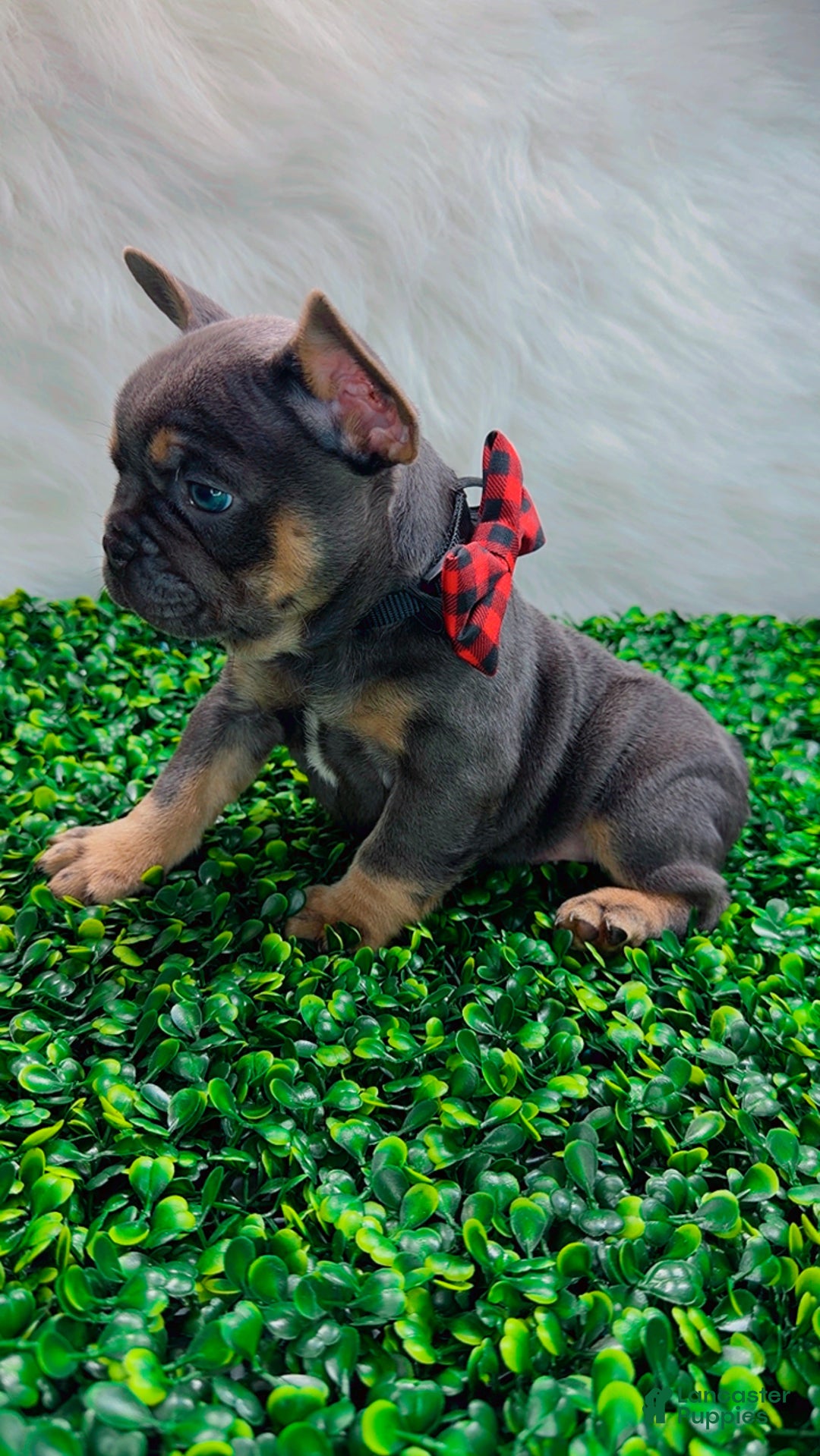 French Bulldog dogs for sale: TYSON - Ad 3