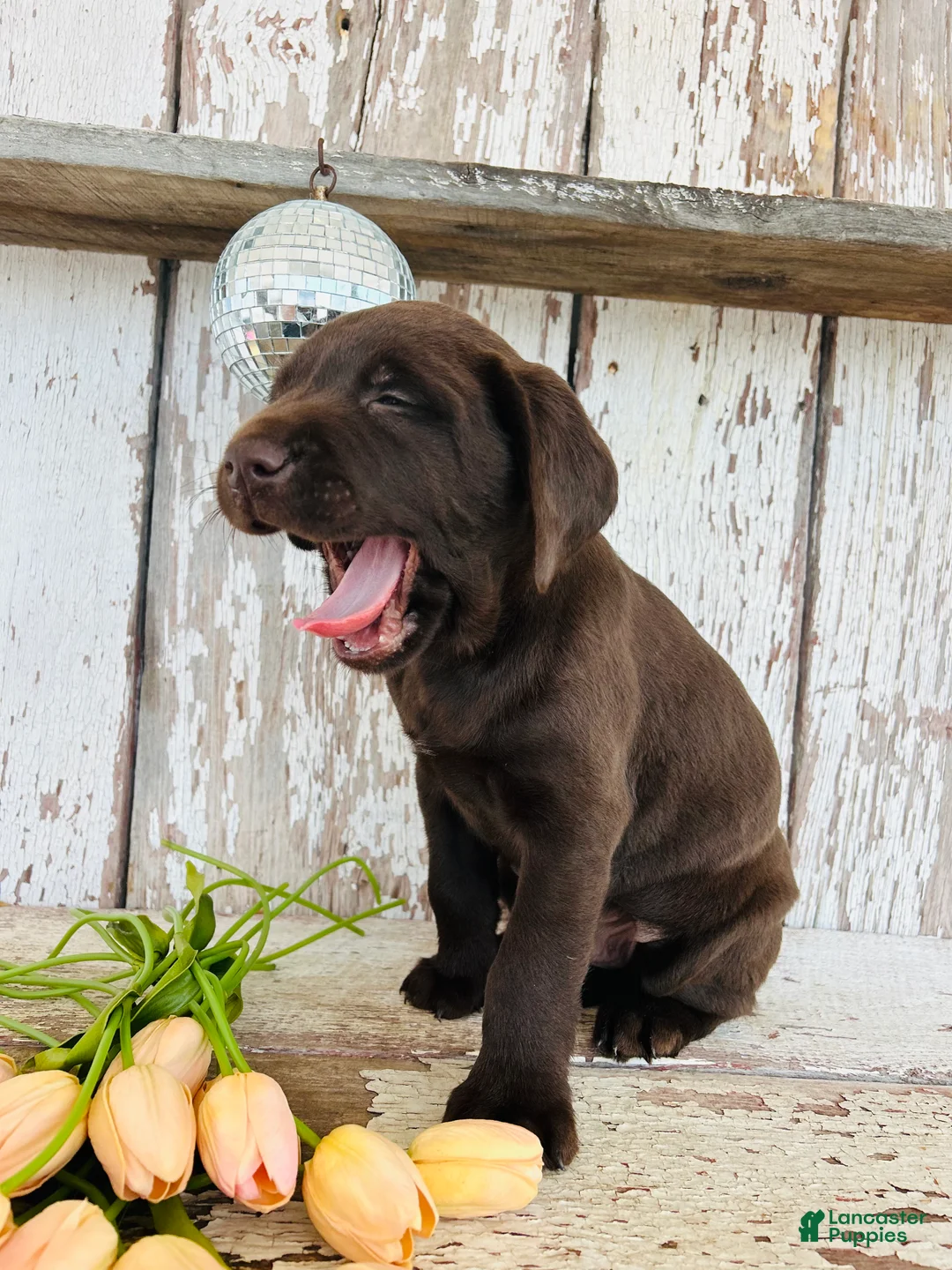 Labrador Retriever dogs for sale: Duke - Ad 9