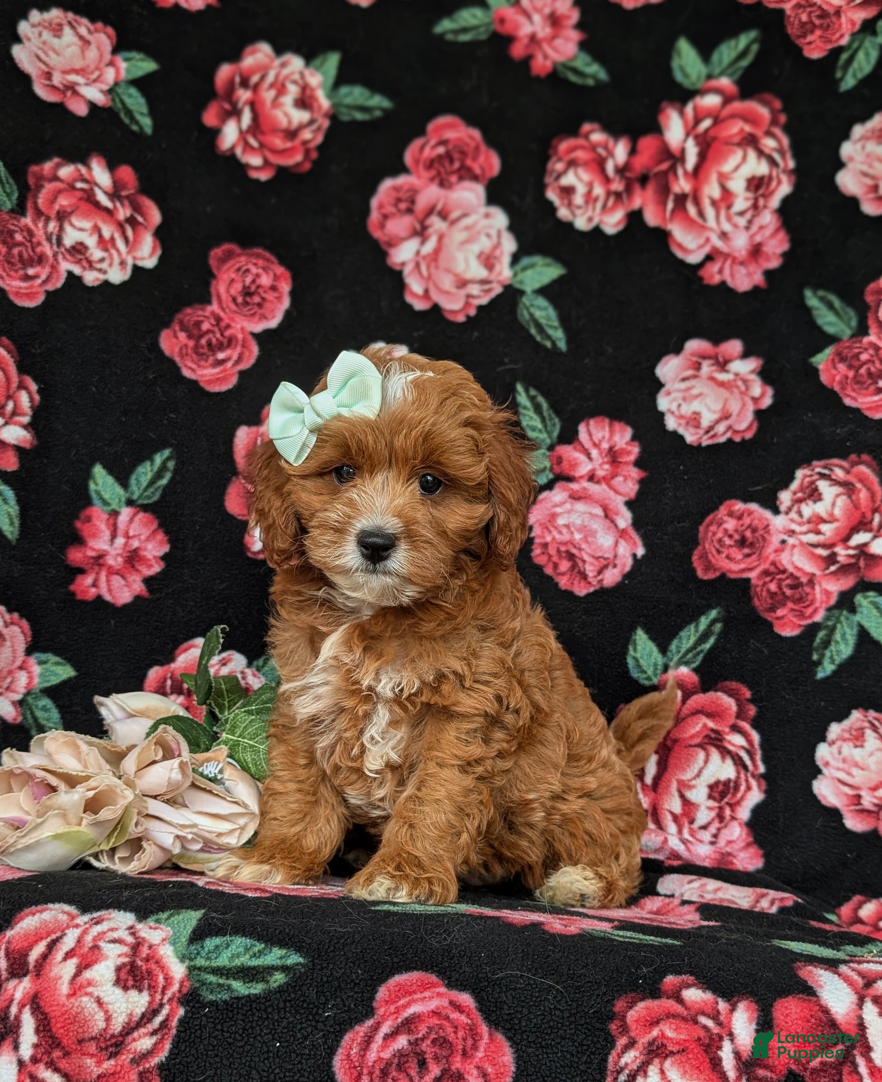Cavapoo dogs Godiva - Ad 1